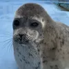 Seal🦭