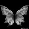 bety_529