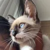 teucat2311