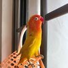 amandayeohyangpeijun.com