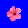 sohan3.abd