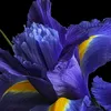 marusya_1444