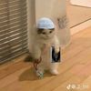 biggestcat4