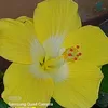 rosebagzper17