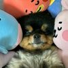 potato_laying_down