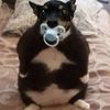squirtstar7