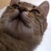 chebyrat_or