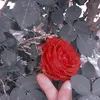 qazswn3