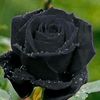 dawood_rajputt