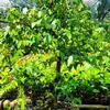 nhinguyen061993