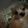 koniuuuuuuuu
