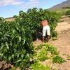 edvaldosoaresdeoliveira