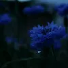 .a_ami_v