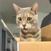 Mochi the Bengal