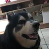 apolohusnsky72