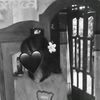 4lw4sy_faa