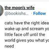 catschoolofmisfits