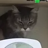 aboba_blayt