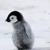 doraj_d