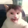 maihuthin2