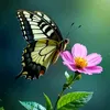 papwla.9