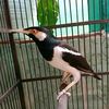 randioleng881