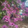lamduphong