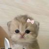 rahehe_x