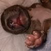 babiesandpitbulls
