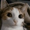 willowflz