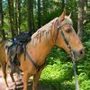 nikonthepalomino