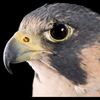 thearab.falcon