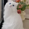 qwerifissffg