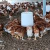 dadisafarmer