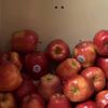 applebandit547