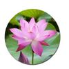 lotusflower27617
