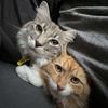 pepperandcheeto