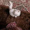 مــريــم || 𝐌𝐀𝐑𝐈𝐀𝐌