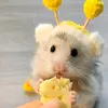 alessialucca