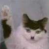 gatodeschrodinger24