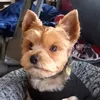 ronny_le_dog