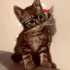 __iii__love__cats__