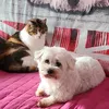 patoucrepin0