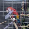 123cocothemacaw