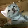 kwonduckjii