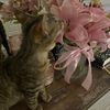 _shahad_742