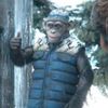 bad_ape92