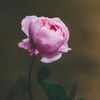 lovinglifeserendipity