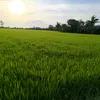 dauhunon251