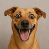 CrazyDogMoments